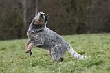 BOUVIER AUSTRALIEN 397